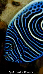 Angelfish juvenilis - Nikon D70S - 105mm macro by Alberto D'este 